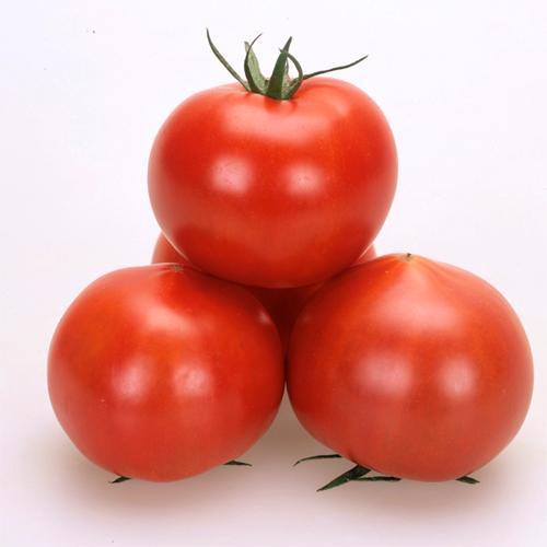 甘しずく 50粒 トマト とまと 蕃茄【カネコ種苗 種 たね タネ 】【通常5倍 5のつく日はポイン...