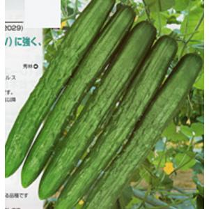 サカタのタネ ブロッコリー SK9-099 2000粒 : 種苗・園芸ショップ 種