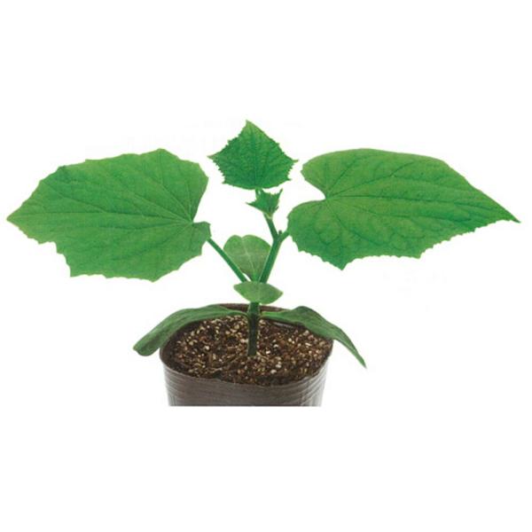 ネオバトラー 350粒 台木 ダイギ だいぎ【カネコ種苗 種 たね タネ 】【通常5倍 5のつく日は...