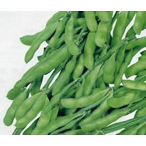野菜の種/種子 湯あがり娘・えだまめ 枝豆 2000粒 (大袋) 【2月上旬頃