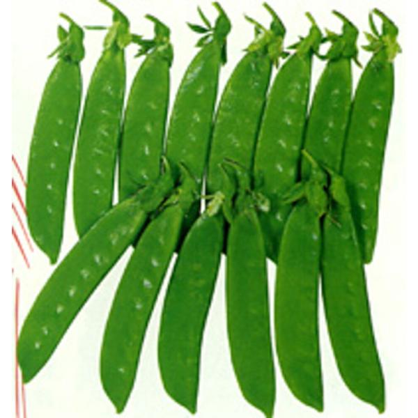 はまかぜ 1L さやえんどう サヤエンドウ 莢豌豆【カネコ種苗 種 たね タネ 】【通常5倍 5のつ...