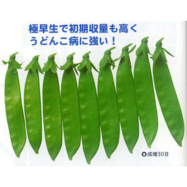 成増30日 1L さやえんどう サヤエンドウ 莢豌豆【カネコ種苗 種 たね タネ 】【通常5倍 5の...