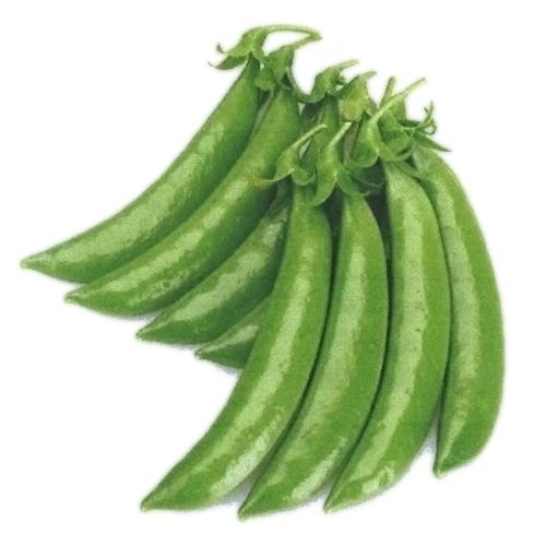 ピッカピカスナップ PVP 1L さやえんどう サヤエンドウ 莢豌豆【カネコ種苗 種 たね タネ 】...