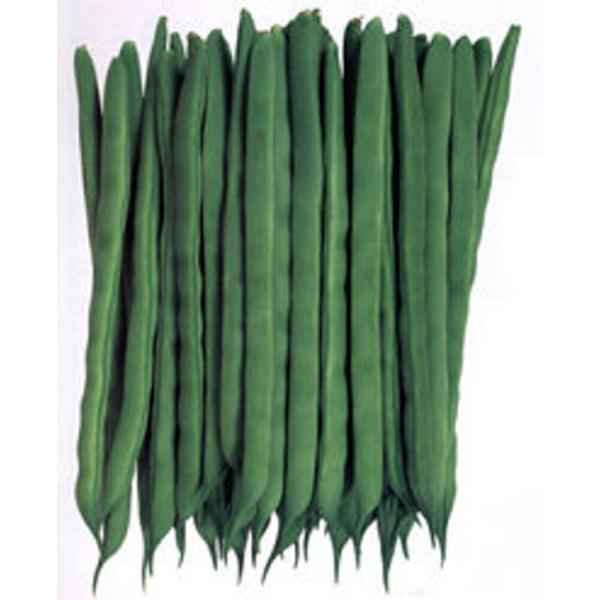 いちず 2000粒 鞘隠元 サヤインゲン さやいんげん【カネコ種苗 種 たね タネ 】【通常5倍 5...