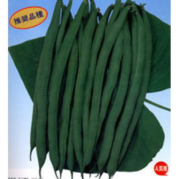 シーガル 2000粒 鞘隠元 サヤインゲン さやいんげん【カネコ種苗 種 たね タネ 】【通常5倍 ...