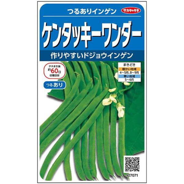 ケンタッキーワンダー 1L 鞘隠元 サヤインゲン さやいんげん【カネコ種苗 種 たね タネ 】【通常...