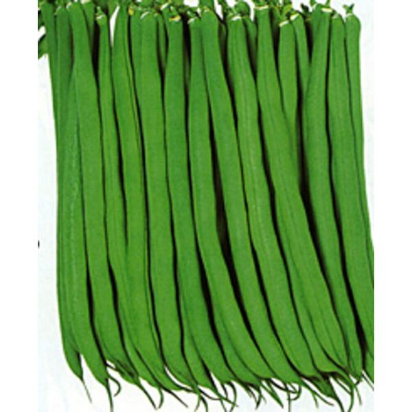 スーパーショット 2000粒 鞘隠元 サヤインゲン さやいんげん【カネコ種苗 種 たね タネ 】【通...