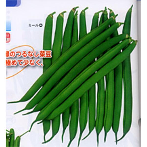 ミール 1L 鞘隠元 サヤインゲン さやいんげん【カネコ種苗 種 たね タネ 】【通常5倍 5のつく...