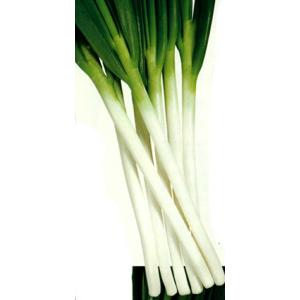 錦蔵 ペレット5000粒 葱 ネギ ねぎ【カネコ種苗 種 たね タネ 】【通常5倍 5のつく日はポイ...