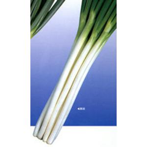 西田 ペレット5000粒 葱 ネギ ねぎ【カネコ種苗 種 たね タネ 】【通常5倍 5のつく日はポイ...