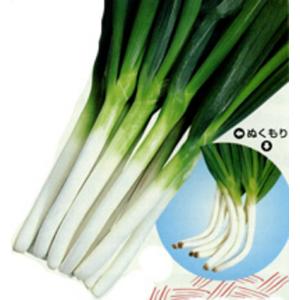 超極早生タマネギ 種 『浜笑』 カネコ種苗/ペレット5000粒 : 種兵