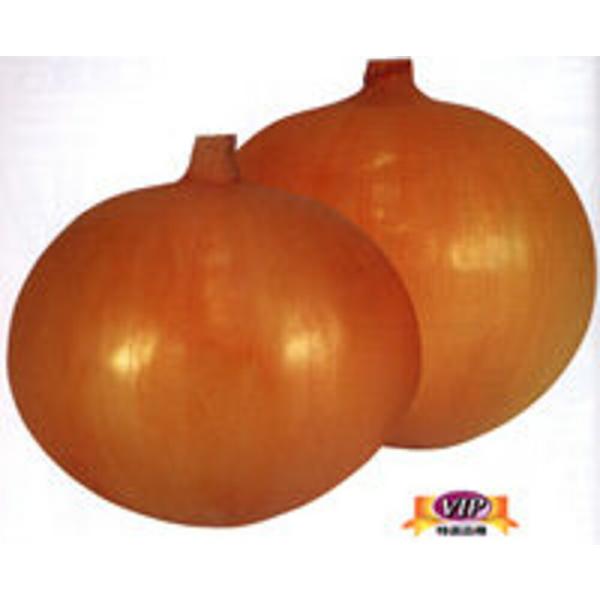 貴錦 2dl 玉ねぎ たまねぎ 玉葱 タマネギ【カネコ種苗 種 たね タネ 】【通常5倍 5のつく日...