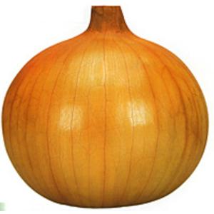 たね タカヤマシード タマネギ 玉葱 トップゴールド320 20ml : 種苗