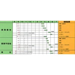 スワロー ペレット5000粒 玉ねぎ たまねぎ...の詳細画像1