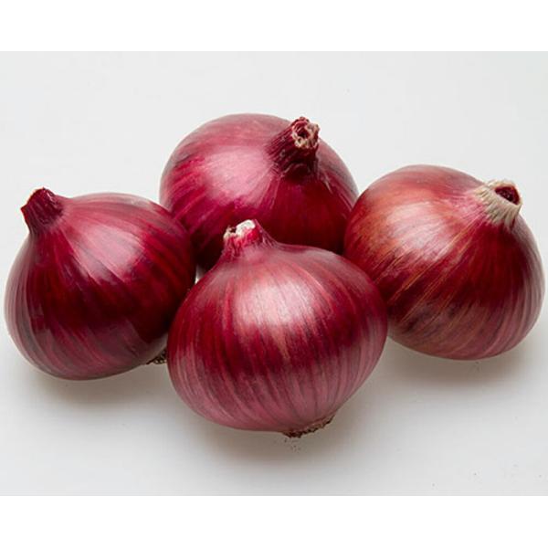 レッドアロー PVP 1dl 玉ねぎ たまねぎ 玉葱 タマネギ【カネコ種苗 種 たね タネ 】【通常...