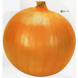 トップゴールド320 タマネギ 種子 タカヤマシード 2dl 1缶 トップゴールド320[玉葱] - e-種や｜国内最大級の野菜種・花種・苗