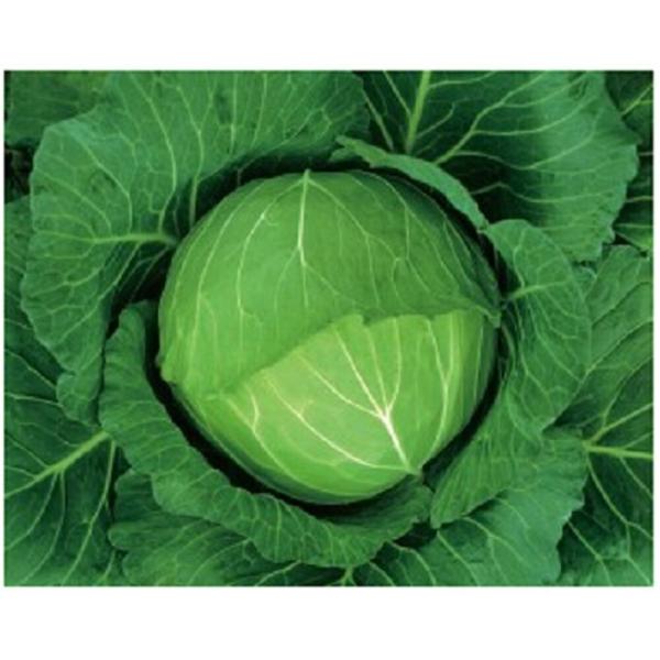 いろどり ペレット5000粒 キャベツ【カネコ種苗 種 たね タネ 】【通常5倍 5のつく日はポイン...