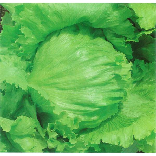 タフV PVP ペレット5000粒 レタス【カネコ種苗 種 たね タネ 】【通常5倍 5のつく日はポ...