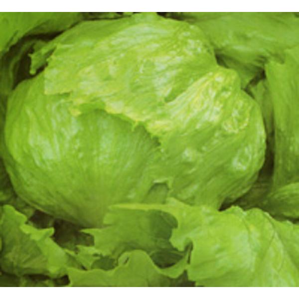 バージョン PVP ペレット5000粒 レタス【カネコ種苗 種 たね タネ 】【通常5倍 5のつく日...