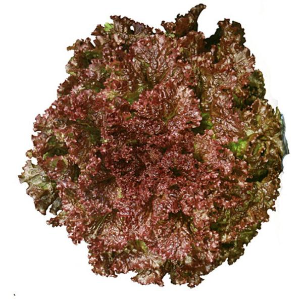 サニーローズ PVP ペレット5000粒 レタス【カネコ種苗 種 たね タネ 】【通常5倍 5のつく...