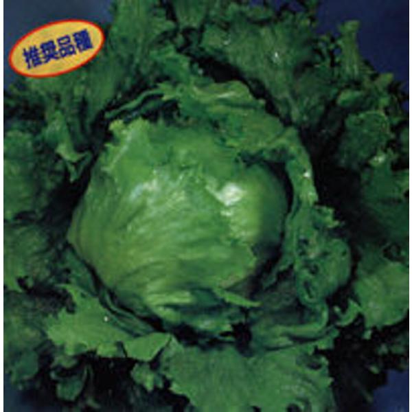 パトリオット ペレット5000粒 レタス【カネコ種苗 種 たね タネ 】【通常5倍 5のつく日はポイ...