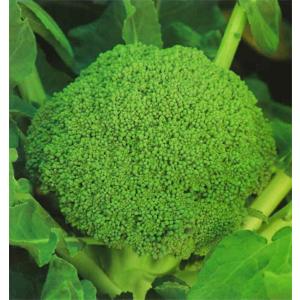 SK9-099 ブロッコリー種子 2000粒 【野菜種子】【サカタのタネ