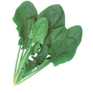 トキタ種苗 コマツナ こまつな 小松菜 真夏の四番打者 M4万粒 : 種苗