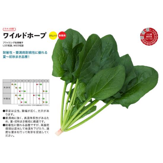 ワイルドホープ M3万粒 法蓮草 ホウレンソウ ほうれんそう【カネコ 種 たね タネ】【通常5倍 5...
