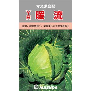 YR暖流甘藍 コート(5000粒) キャベツ 甘藍 かんらん カンラン【増田採種場 種 たね タネ】...