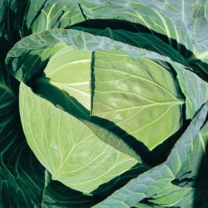 タキイ種苗 レタス ヒートガイ ペレット5000粒 : 種苗・園芸ショップ