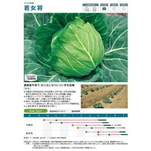 若女将甘藍 コート(5000粒) キャベツ 甘...の詳細画像2