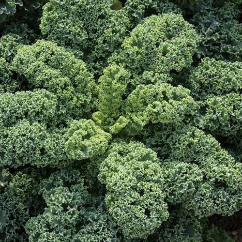 ワイルドキッチン(f1) コート1800粒 ケール けーる【増田採種場 種 たね タネ】【通常5倍 ...