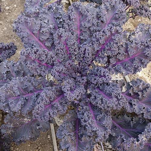 レッドキッチン(f1) コート1800粒 ケール けーる【増田採種場 種 たね タネ】【通常5倍 5...