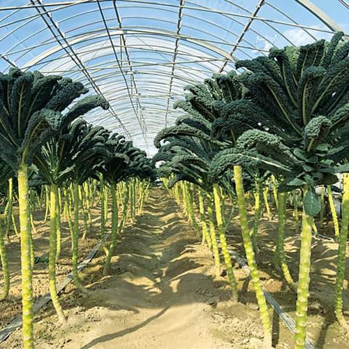 カーボロネロ(黒キャベツ) コート5000粒 キャベツ【増田採種場 種 たね タネ】【通常5倍 5の...