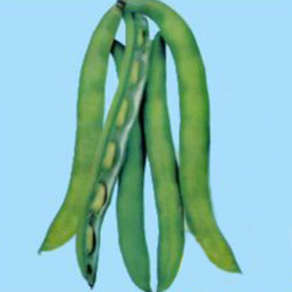 ファーベ L そら豆 ソラマメ そらまめ 【増田採種場 種 たね タネ】【通常5倍 5のつく日はポイ...