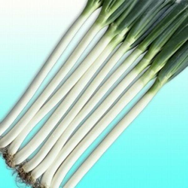 長悦 ペレット 6000粒 葱 ネギ ねぎ【ヴィルモランみかど 種 たね タネ】【通常5倍 5のつく...