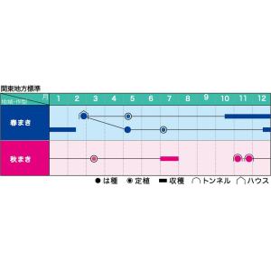 夏の宝山 1dl 袋 葱 ネギ ねぎ【ヴィルモ...の詳細画像1