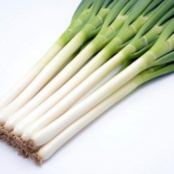 夏の宝山 ペレット 6000粒 葱 ネギ ねぎ【ヴィルモランみかど 種 たね タネ】【通常5倍 5の...