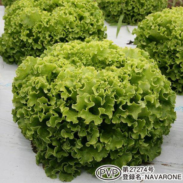 ナバロン(NAVARONE) ペレット 5000粒 レタス【ヴィルモランみかど 種 たね タネ】【通...
