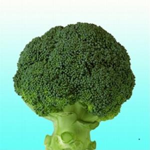 コート種子 ブロッコリー SK9-099 5000 + 500粒 サカタのタネ SK9-099 ブロッコリー種子 ペレット5000粒 【野菜種子】【サカタのタネ