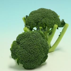 SK9-099 ブロッコリー種子 ペレット5000粒 【野菜種子】【サカタ