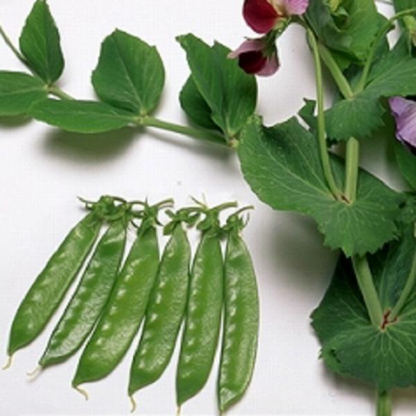 ニムラ平成1号C 1L 袋 さやえんどう サヤエンドウ 莢豌豆【ヴィルモランみかど 種 たね タネ】...