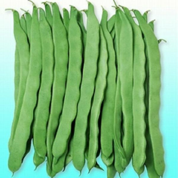 ビックリジャンボ 1L 袋 鞘隠元 サヤインゲン さやいんげん【ヴィルモランみかど 種 たね タネ】...