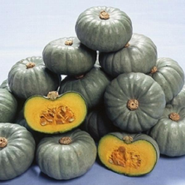 白い坊ちゃん(品種名:白坊) 100粒 南瓜 カボチャ かぼちゃ【ヴィルモランみかど 種 たね タネ...