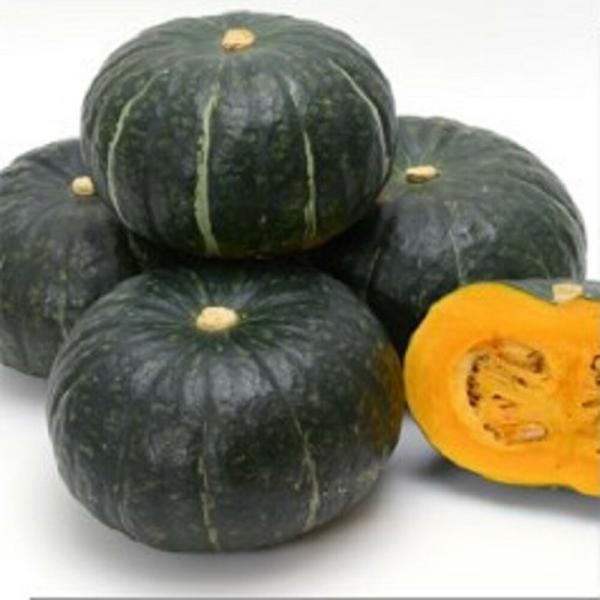 蔵の匠 500粒 南瓜 カボチャ かぼちゃ【ヴィルモランみかど 種 たね タネ】【通常5倍 5のつく...