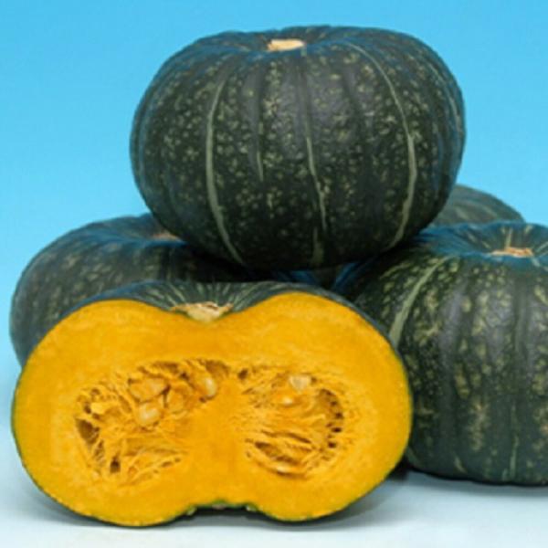 味平DX 100粒 南瓜 カボチャ かぼちゃ【ヴィルモランみかど 種 たね タネ】【通常5倍 5のつ...