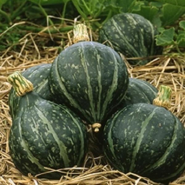 冬至 100粒 南瓜 カボチャ かぼちゃ【ヴィルモランみかど 種 たね タネ】【通常5倍 5のつく日...