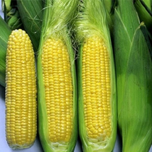 サニーショコラ 2000粒 とうもろこし トウモロコシ 玉蜀黍  【ヴィルモランみかど 種 たね タ...