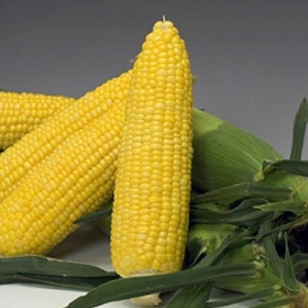 サニーショコラとうもろこし88 2000粒 とうもろこし トウモロコシ 玉蜀黍  【ヴィルモランみか...