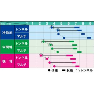 ホワイトショコラとうもろこし 2000粒 とう...の詳細画像1